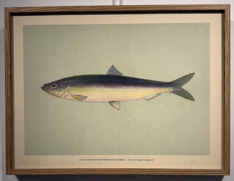Lithographie Russe début XXème représentant un Hareng 