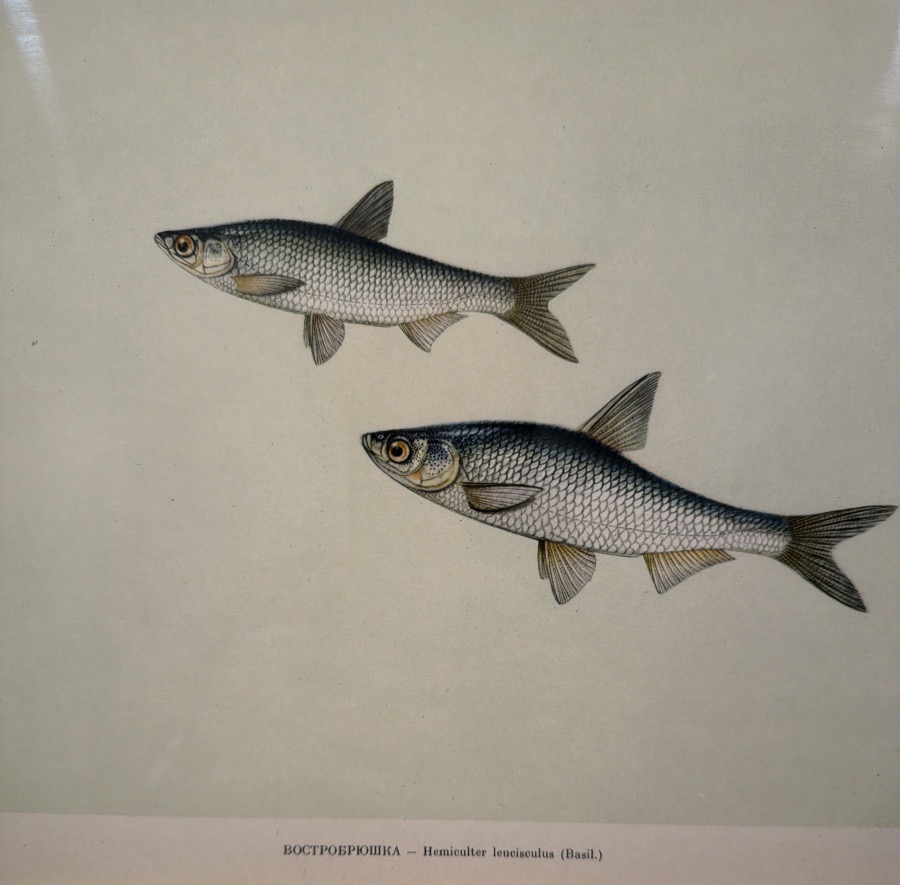 Early 20th-century Russian Lithograph Depicting Two Hemiculter Leucisculus-photo-2