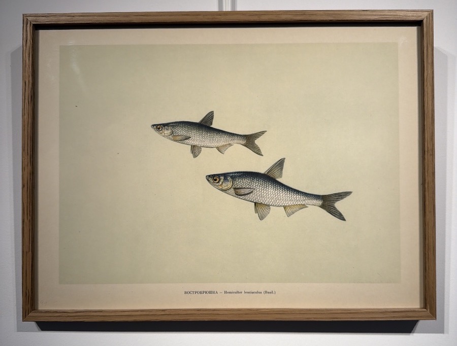 Early 20th-century Russian Lithograph Depicting Two Hemiculter Leucisculus-photo-3