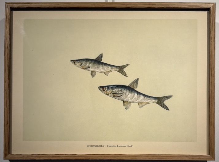Early 20th-century Russian Lithograph Depicting Two Hemiculter Leucisculus