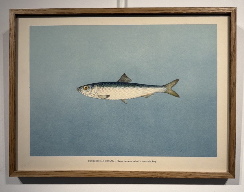 Lithograph Depicting A Pacific Herring -photo-2