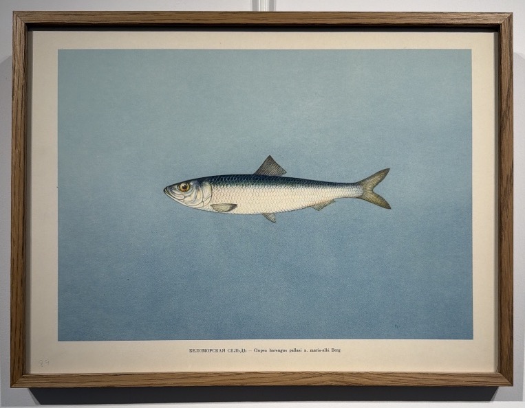 Lithograph Depicting A Pacific Herring 