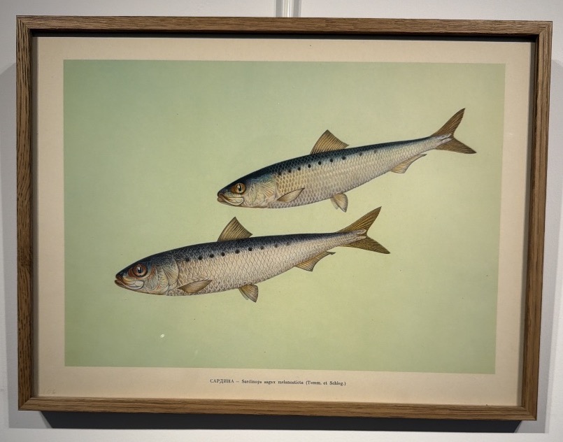 Early 20th-century Russian Lithograph Depicting Two Japanese Sardines -photo-2