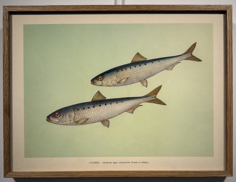 Early 20th-century Russian Lithograph Depicting Two Japanese Sardines 