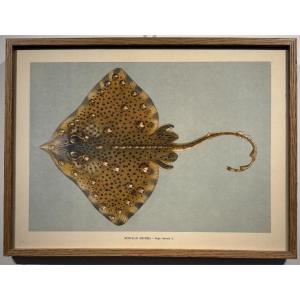 Early 20th-century Russian Lithograph Of A Curly Skate 
