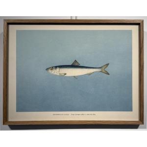 Lithograph Depicting A Pacific Herring