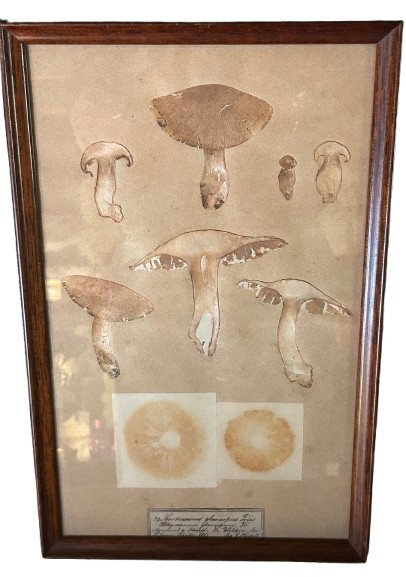 Planches Scientifiques. Champignons Réels -photo-3