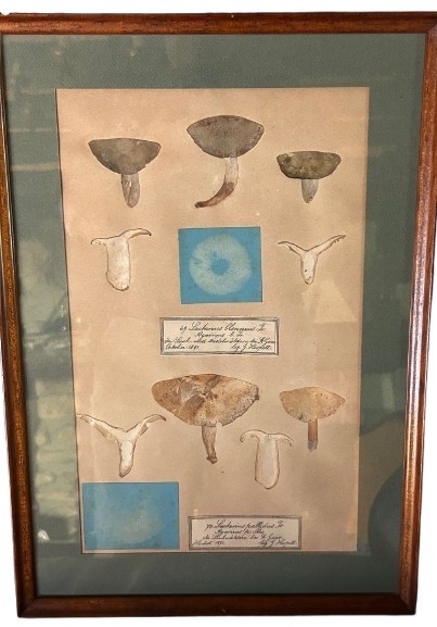 Planches Scientifiques. Champignons Réels -photo-4