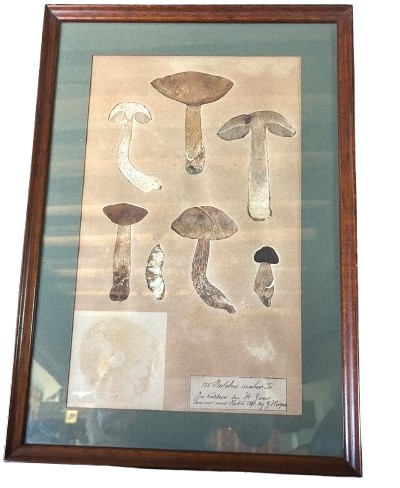 Planches Scientifiques. Champignons Réels -photo-1