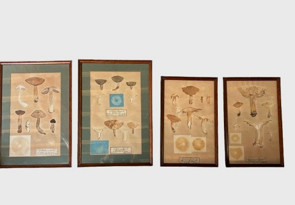 Planches Scientifiques. Champignons Réels 