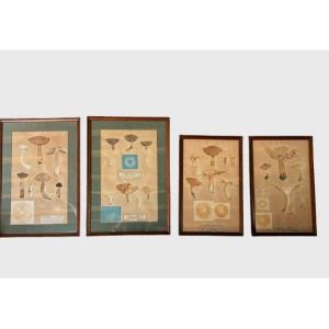 Planches Scientifiques. Champignons Réels 