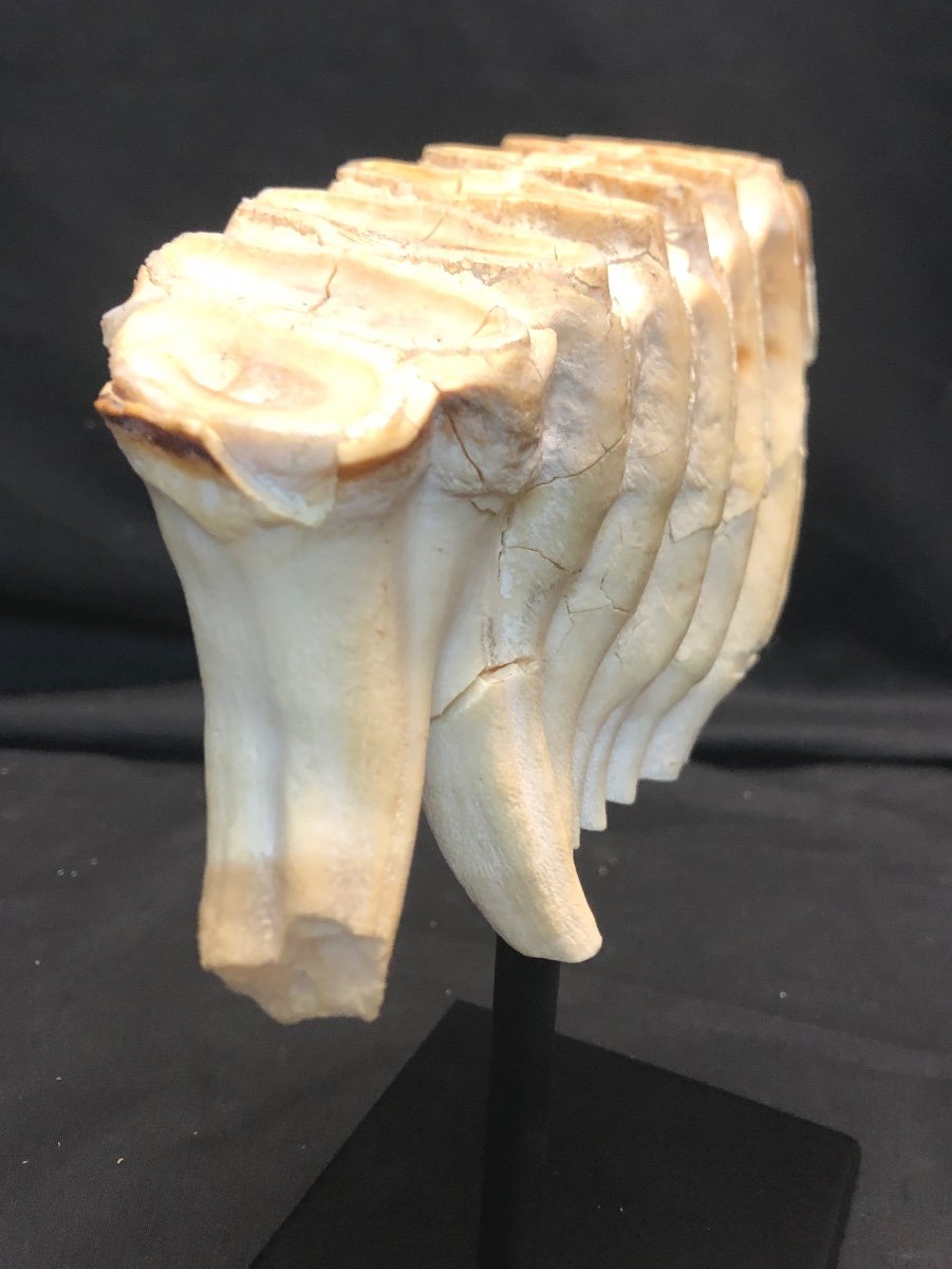 Rare Dent De Mammouth Fossilisée Et Soclee Fossile Collection Dentiste En Bon état-photo-4