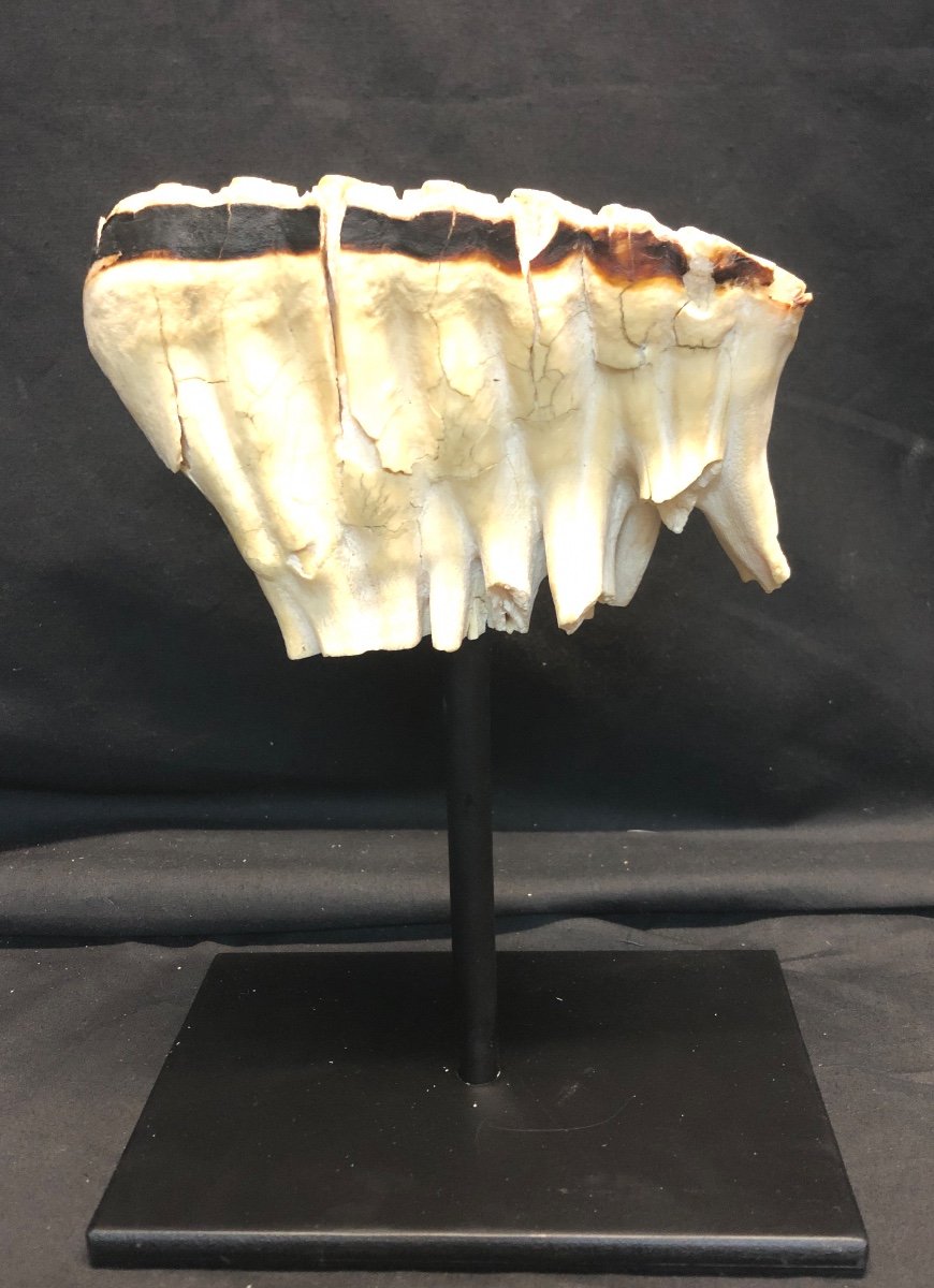 Rare Dent De Mammouth Fossilisée Et Soclee Fossile Collection Dentiste En Bon état