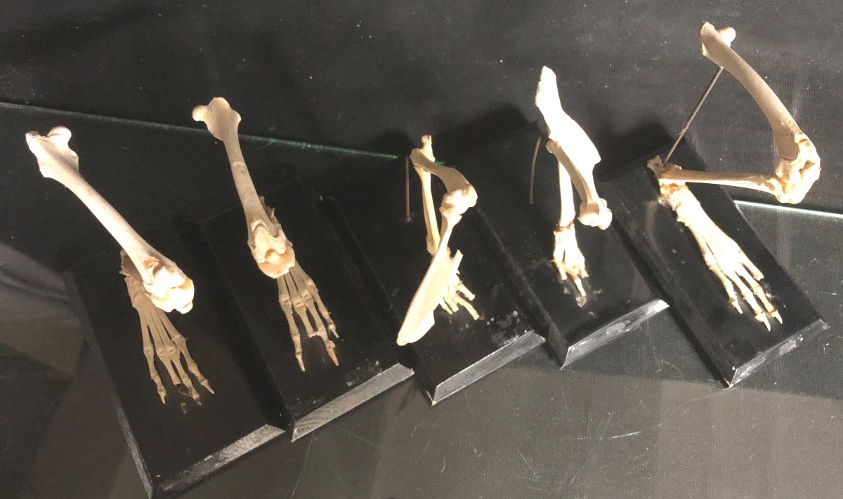 5 Anciennes Pattes D’animaux Début XXe Laboratoire De Biologie Taxidermie Curiosité -photo-4