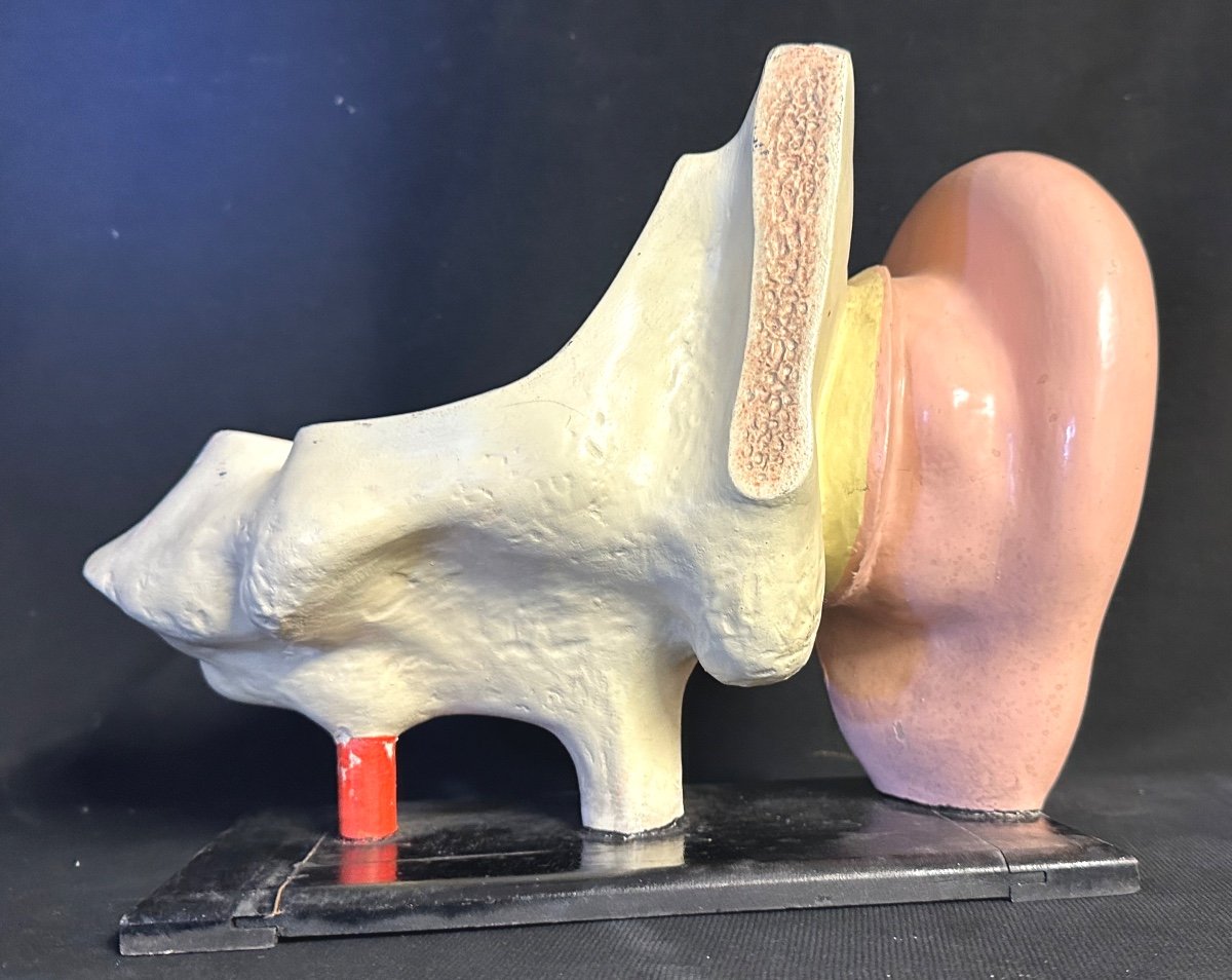 RARE Oreille anatomique et système auditif XIXe en stuc polychrome Objet de curiosité didactique-photo-3