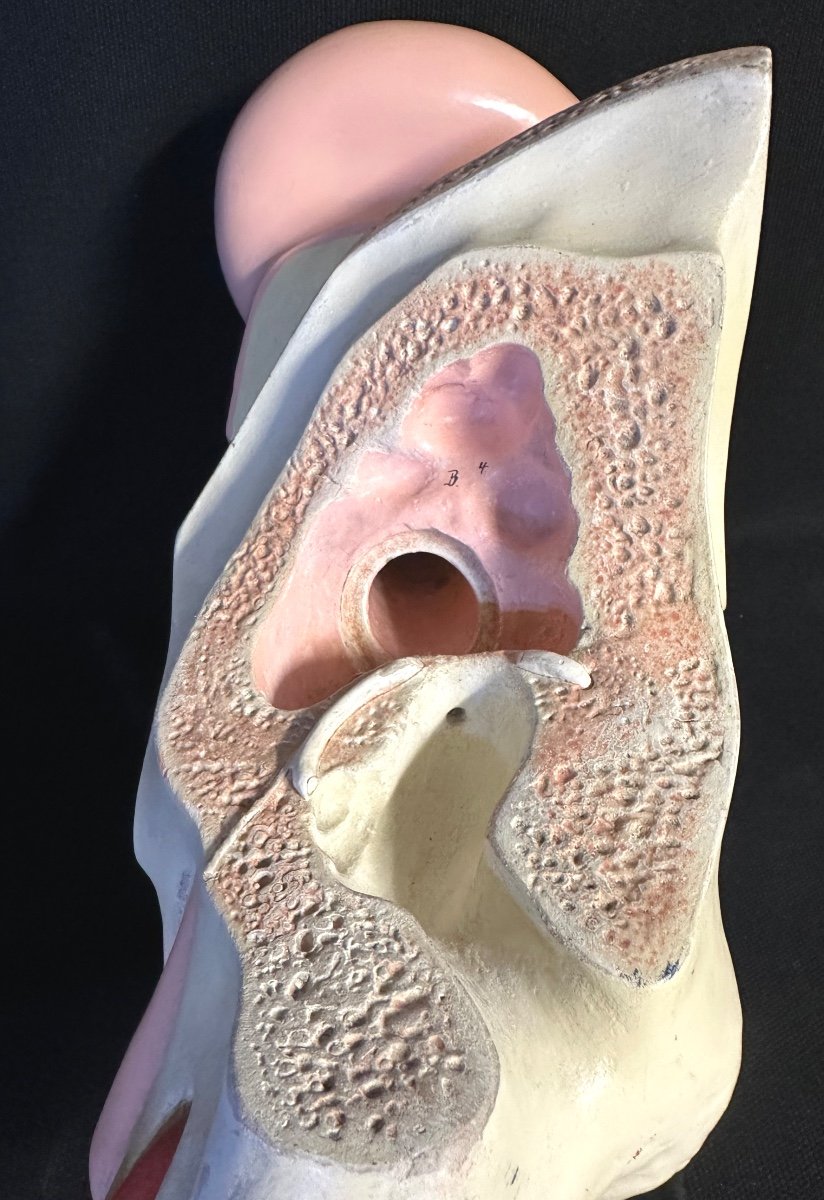 RARE Oreille anatomique et système auditif XIXe en stuc polychrome Objet de curiosité didactique-photo-2