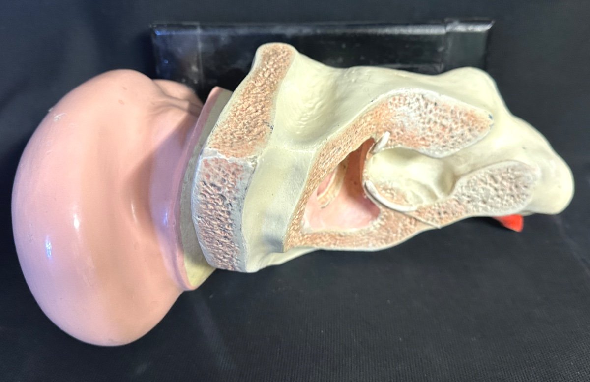 RARE Oreille anatomique et système auditif XIXe en stuc polychrome Objet de curiosité didactique-photo-6