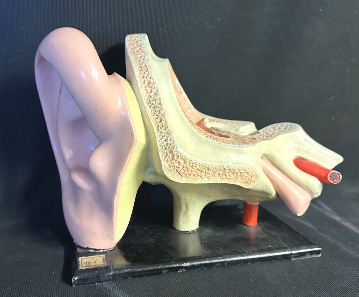 RARE Oreille anatomique et système auditif XIXe en stuc polychrome Objet de curiosité didactique-photo-8