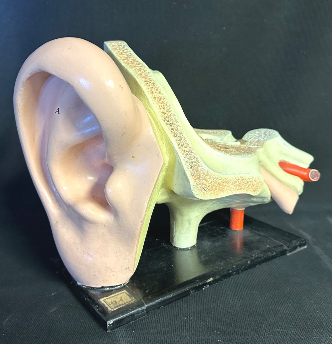 RARE Oreille anatomique et système auditif XIXe en stuc polychrome Objet de curiosité didactique