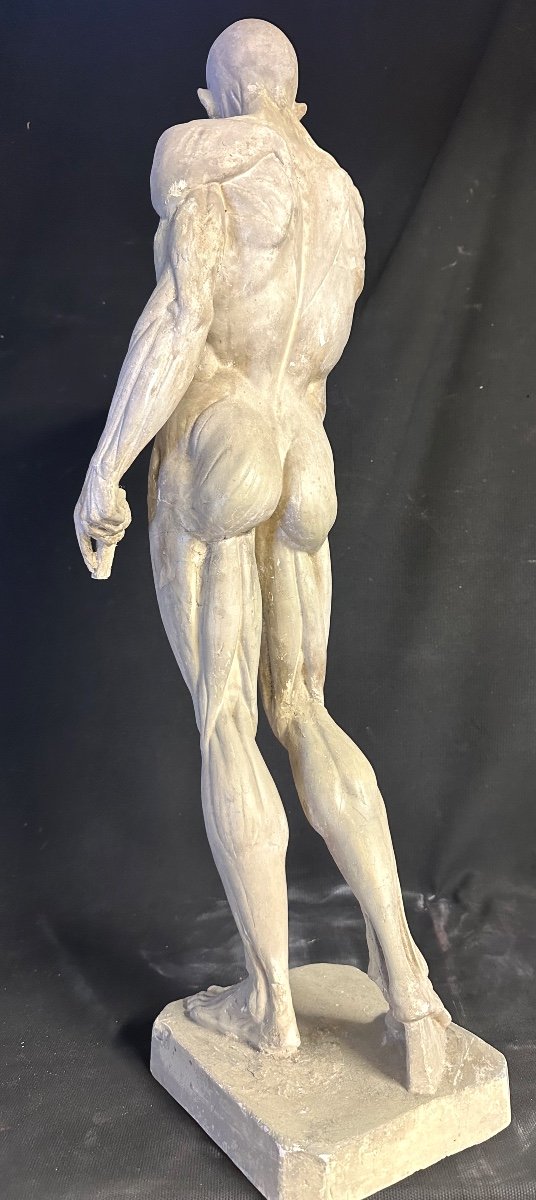 Large Flayed 73cm After Houdon Late 19th Century Plaster Artist's Workshop Roubaix Museum  /1-photo-2
