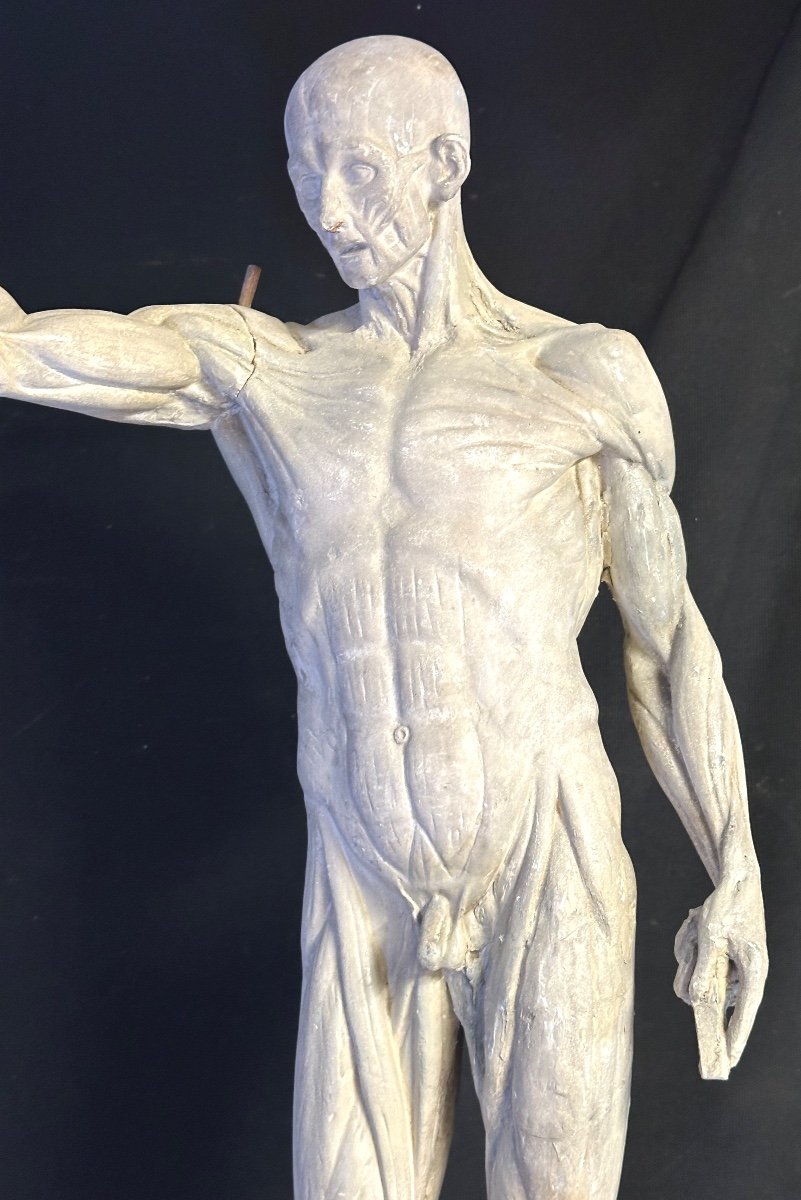 Large Flayed 73cm After Houdon Late 19th Century Plaster Artist's Workshop Roubaix Museum  /1-photo-4