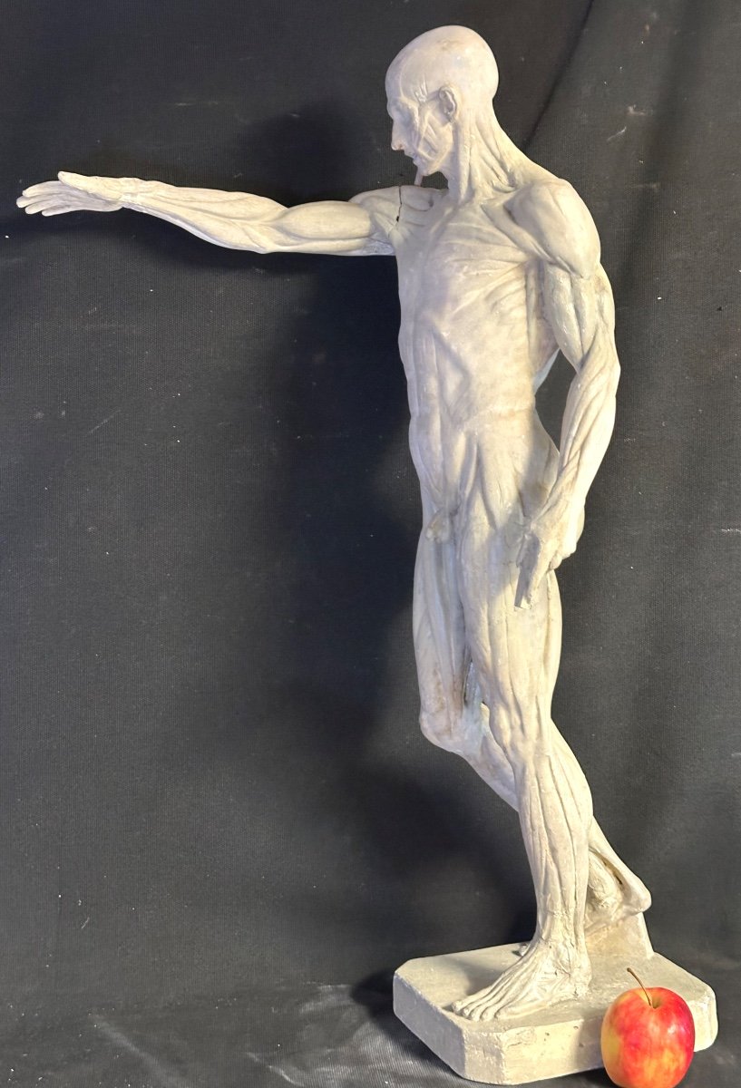 Large Flayed 73cm After Houdon Late 19th Century Plaster Artist's Workshop Roubaix Museum  /1-photo-2
