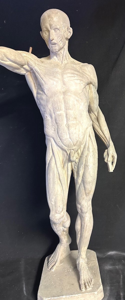 Large Flayed 73cm After Houdon Late 19th Century Plaster Artist's Workshop Roubaix Museum  /1-photo-3