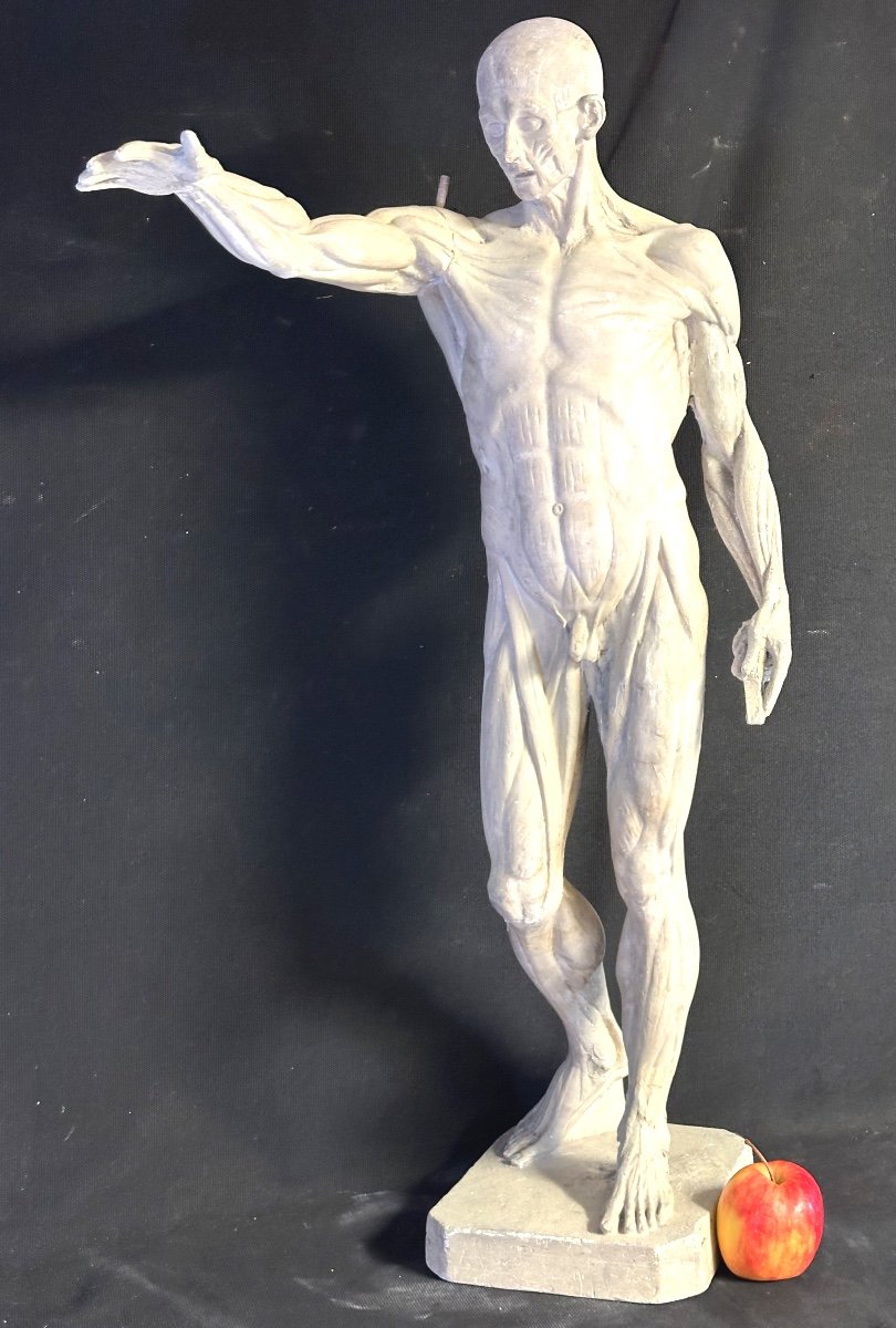 Large Flayed 73cm After Houdon Late 19th Century Plaster Artist's Workshop Roubaix Museum  /1