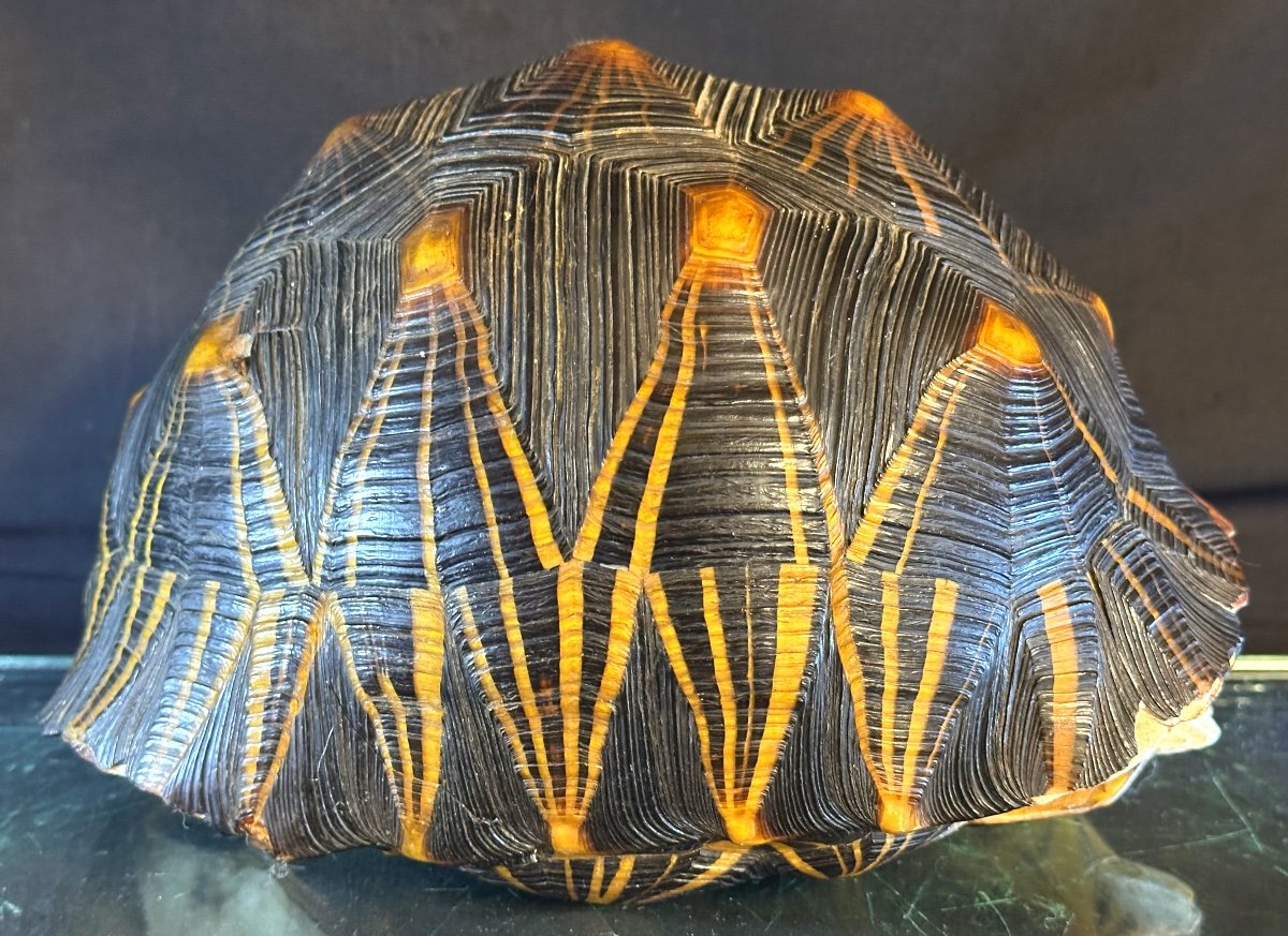 Star Stone Shell Proantic: Ancient Madagascar Radiated Tortoise Star Shell Cabinet Of C