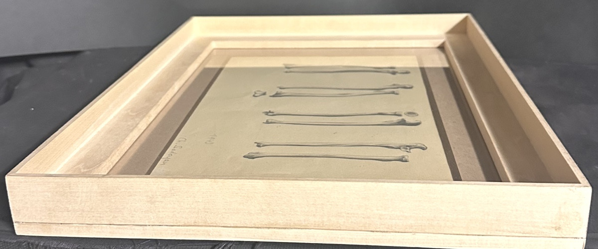 Ch. Sadoyan 1943 Study Of Framed Bones Cabinet Of Curiosities Medicine-photo-4