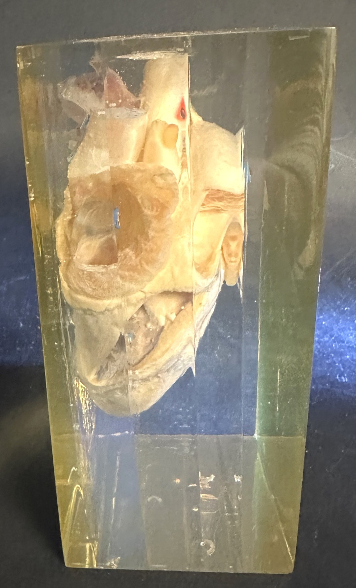 Rare cœur d’agneau en inclusion dans un bloc de résine altuglas Curiosité -photo-4