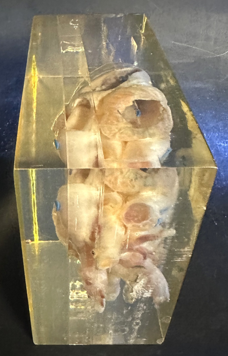 Rare cœur d’agneau en inclusion dans un bloc de résine altuglas Curiosité -photo-2