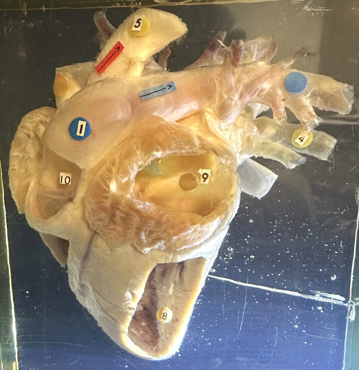 Rare cœur d’agneau en inclusion dans un bloc de résine altuglas Curiosité 