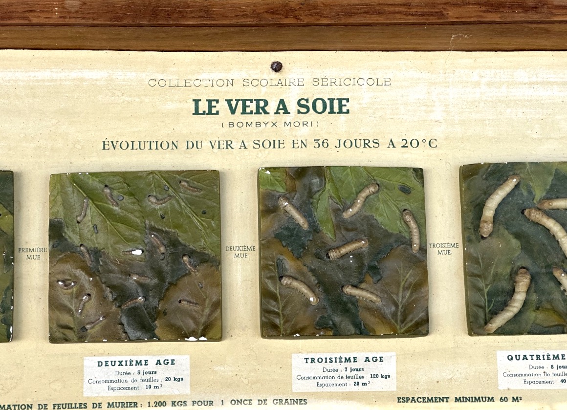 RARE vitrine pédagogique VER À SOIE Bombyx Mori cycle de vie des vers à soie présentoir -photo-2