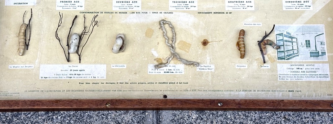 RARE vitrine pédagogique VER À SOIE Bombyx Mori cycle de vie des vers à soie présentoir -photo-1