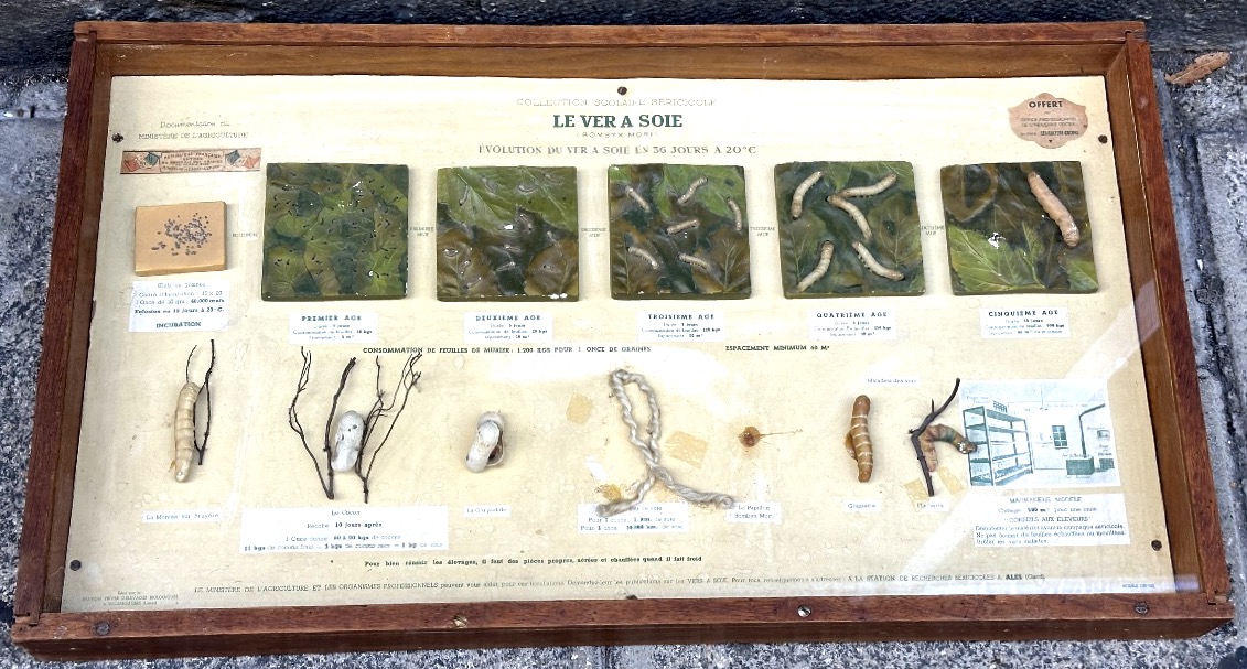 RARE vitrine pédagogique VER À SOIE Bombyx Mori cycle de vie des vers à soie présentoir 