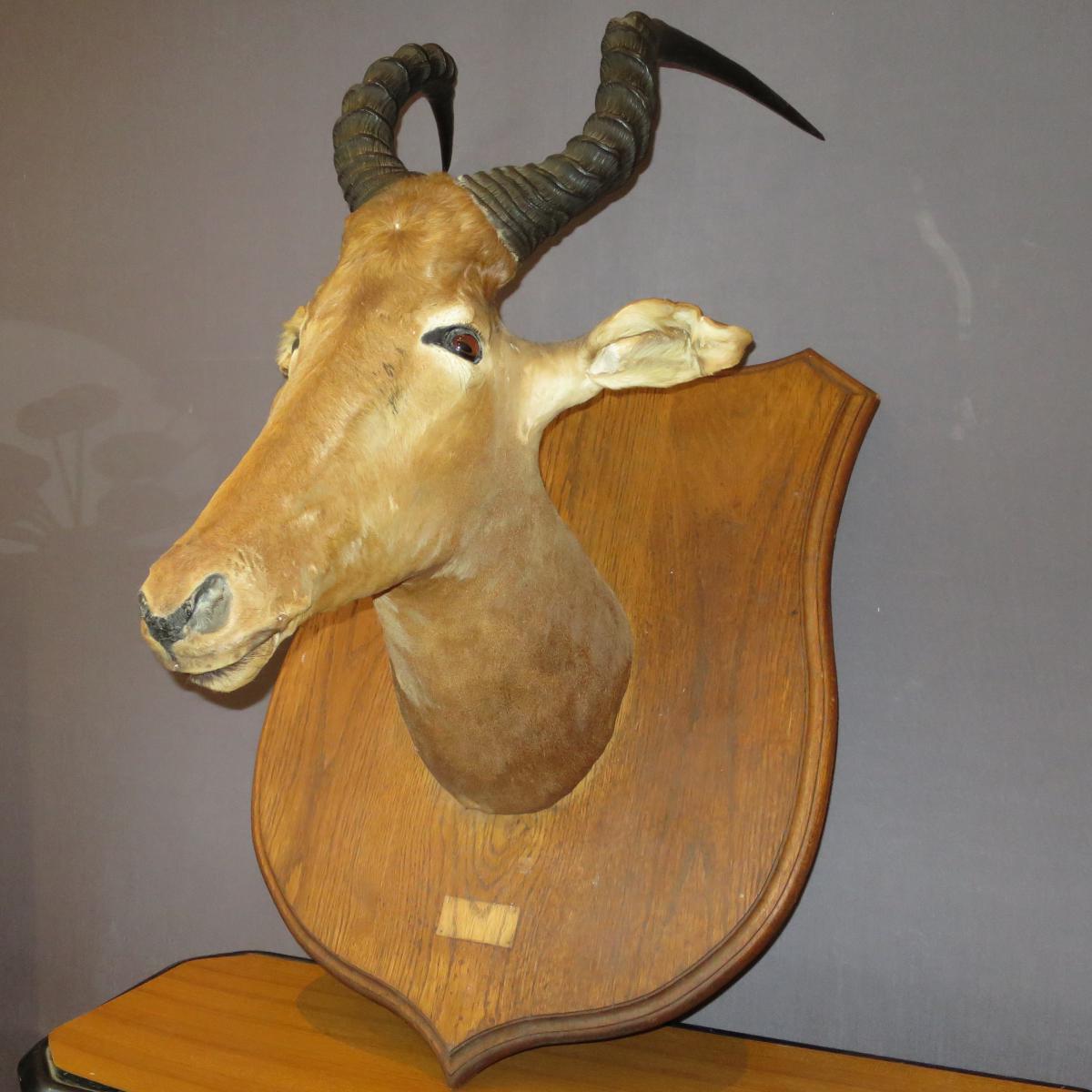 Antelope Puku Kobus Head Naturalized In Trophy Hunting Taxidermy Cabinet Of Curiosity-photo-2