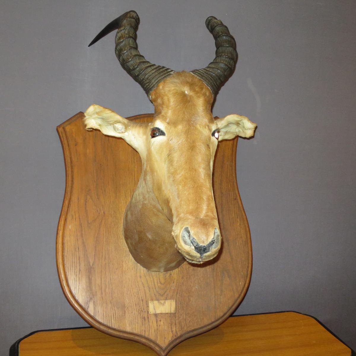 Antelope Puku Kobus Head Naturalized In Trophy Hunting Taxidermy Cabinet Of Curiosity-photo-3