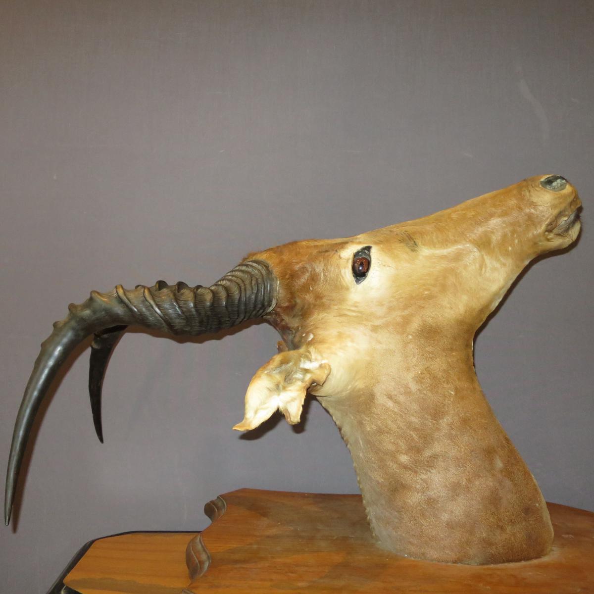 Antilope Puku Kobus Tete Naturalisée En Trophée Chasse Taxidermie Cabinet De Curiosité -photo-4