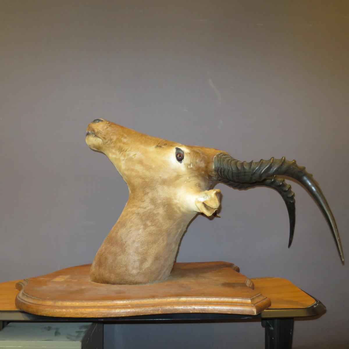 Antilope Puku Kobus Tete Naturalisée En Trophée Chasse Taxidermie Cabinet De Curiosité -photo-1