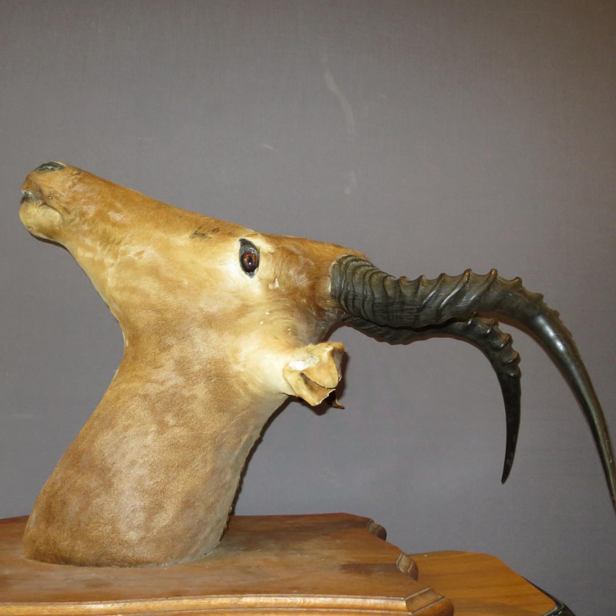 Antilope Puku Kobus Tete Naturalisée En Trophée Chasse Taxidermie Cabinet De Curiosité -photo-3