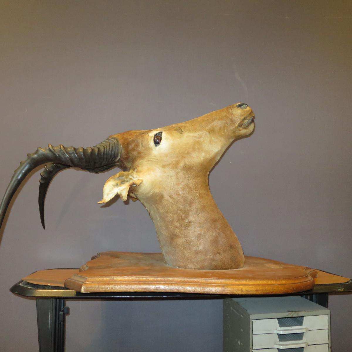 Antilope Puku Kobus Tete Naturalisée En Trophée Chasse Taxidermie Cabinet De Curiosité -photo-4
