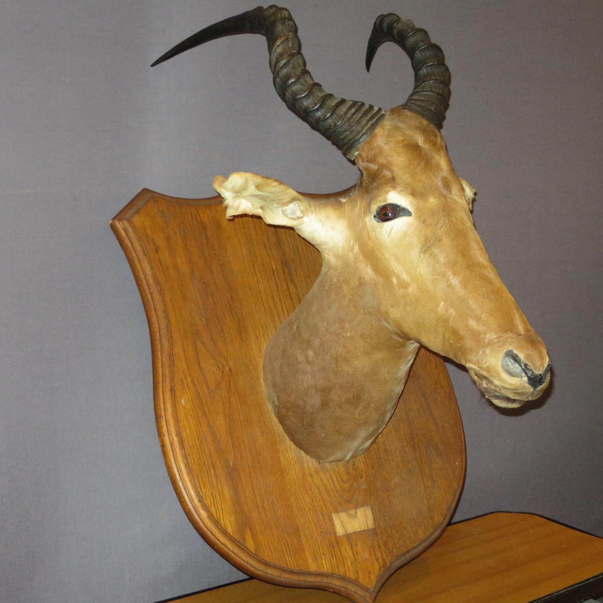 Antilope Puku Kobus Tete Naturalisée En Trophée Chasse Taxidermie Cabinet De Curiosité -photo-5