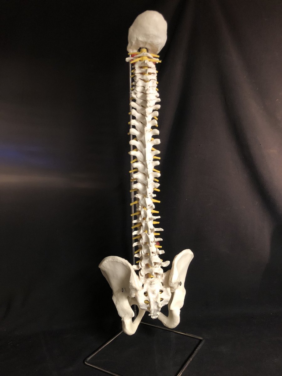 Spinal Column On Pedestal 20th Medical Model For Osteopath 86 Cm Art Deco Skinned-photo-2