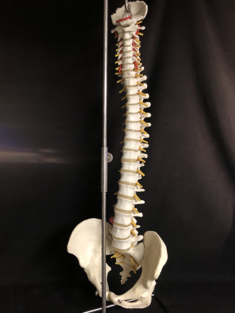 Spinal Column On Pedestal 20th Medical Model For Osteopath 86 Cm Art Deco Skinned-photo-3