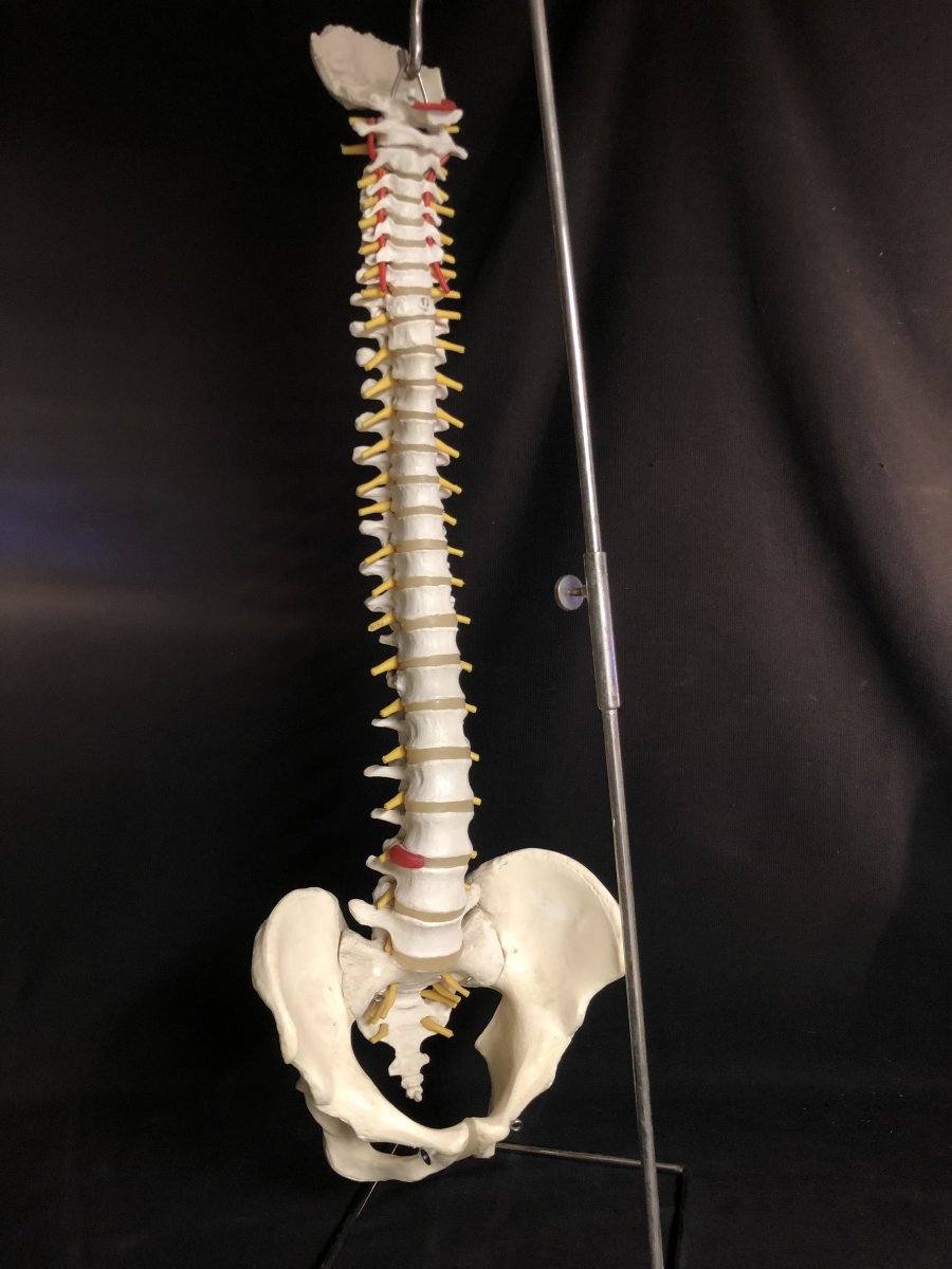 Spinal Column On Pedestal 20th Medical Model For Osteopath 86 Cm Art Deco Skinned-photo-4