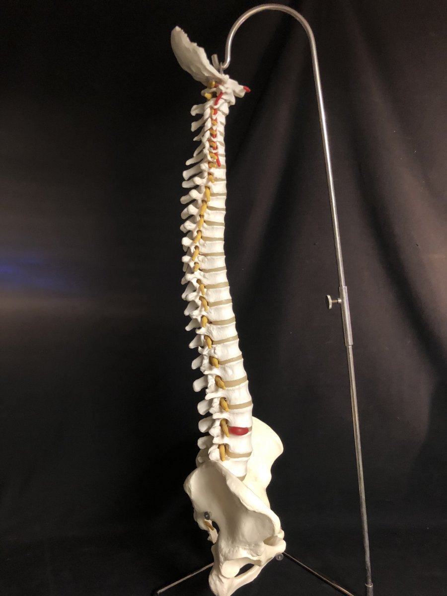 Spinal Column On Pedestal 20th Medical Model For Osteopath 86 Cm Art Deco Skinned-photo-1