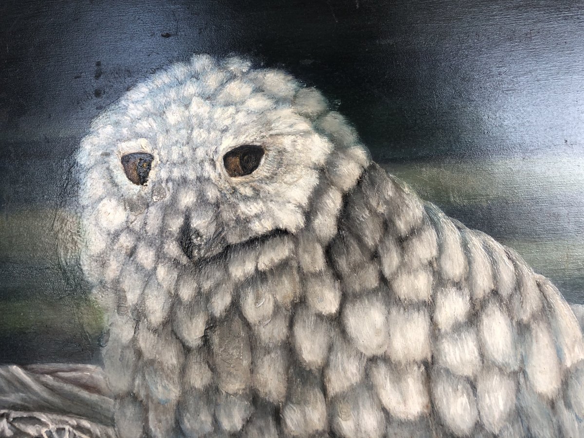 Nicolas Agapoff 1899-? Big Oil Owl Owl Or Snow Owl Far North Or Canada-photo-3