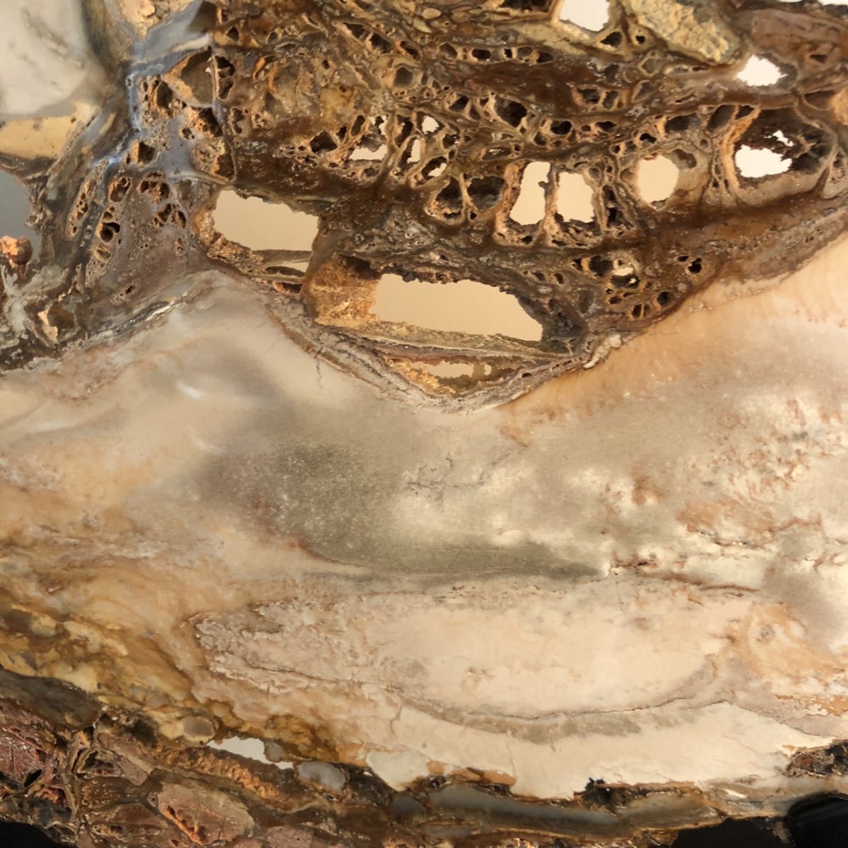 Spectaculaire tranche 38 cm en bois fossilisé pétrifié soclé-photo-2