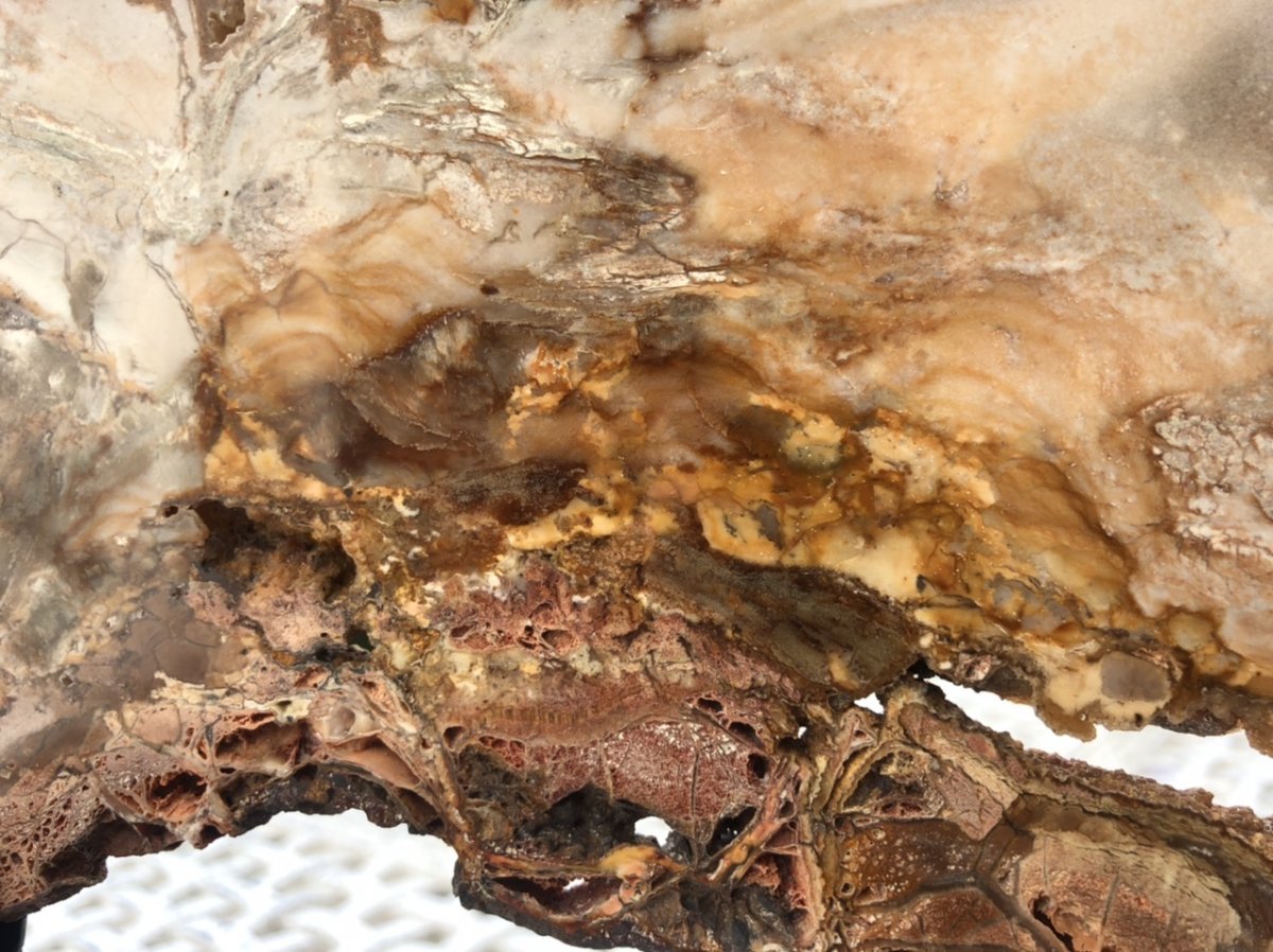 Spectaculaire tranche 38 cm en bois fossilisé pétrifié soclé-photo-5